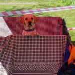Spiel, Spaß, Musik und Hund....kostenlos